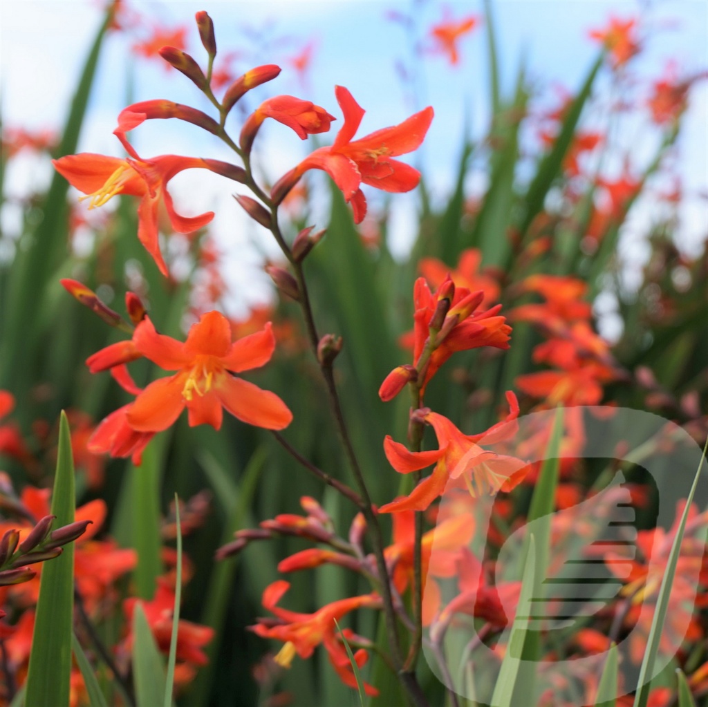 Crocosmia 'Carmine Brilliant' | Plantor